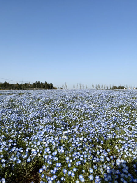 #ネモフィラ#千葉県#千葉県千葉市#花畑の無料写真素材