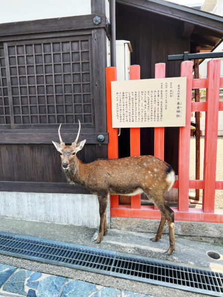 #奈良県#奈良県奈良市#鹿の無料写真素材