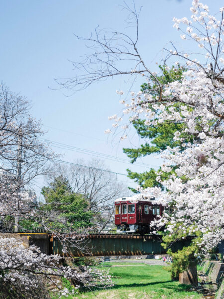 #兵庫県#兵庫県西宮市#桜#電車の無料写真素材