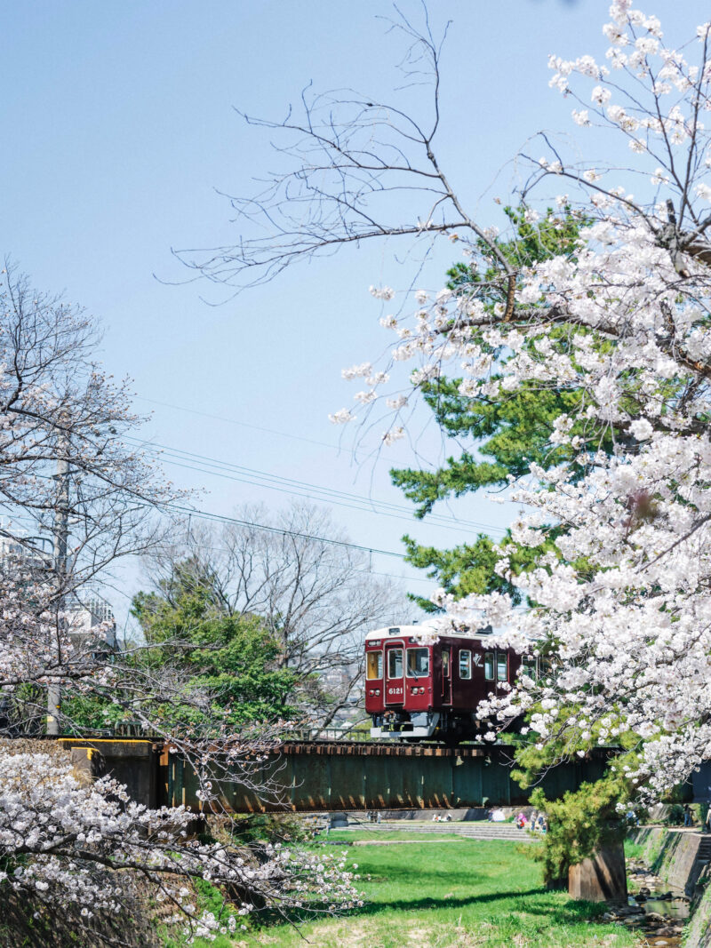 #兵庫県,#兵庫県西宮市,#桜,#電車の無料写真素材