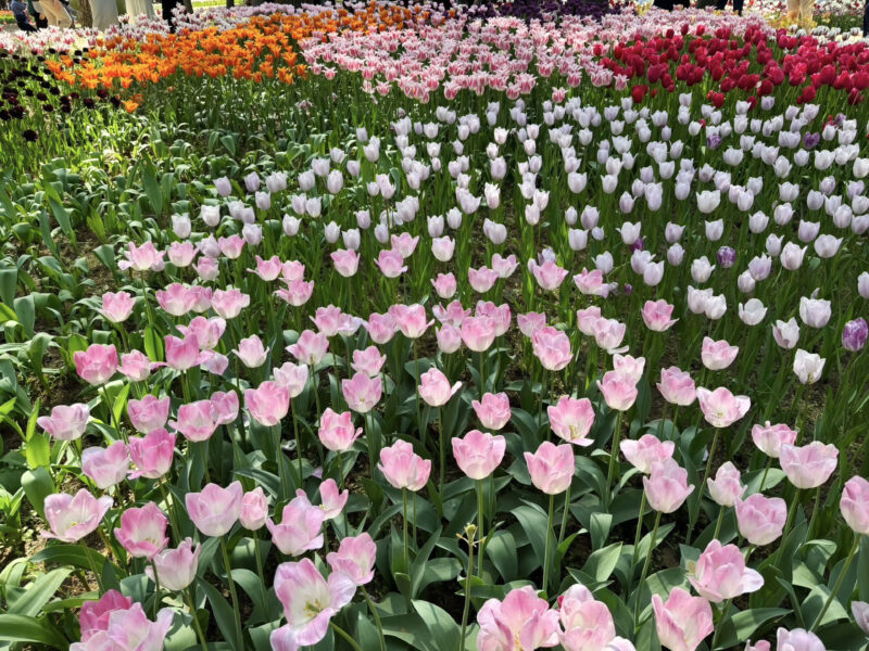 #チューリップ,#花,#花畑,#茨城県,#茨城県日立市の無料写真素材