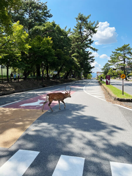 #奈良県#奈良県奈良市#鹿の無料写真素材