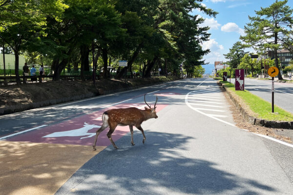 #奈良県#奈良県奈良市の無料写真素材