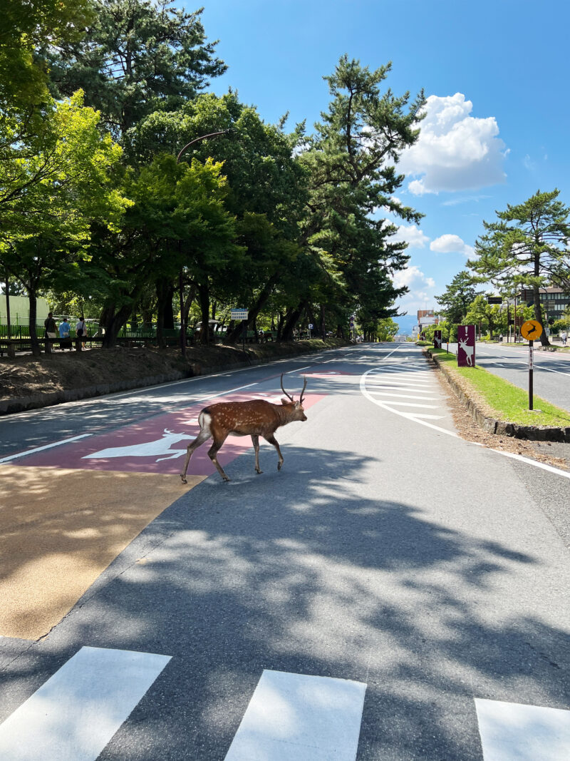 #奈良県,#奈良県奈良市,#鹿の無料写真素材