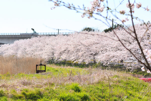 #新潟県#新潟県新潟市の無料写真素材