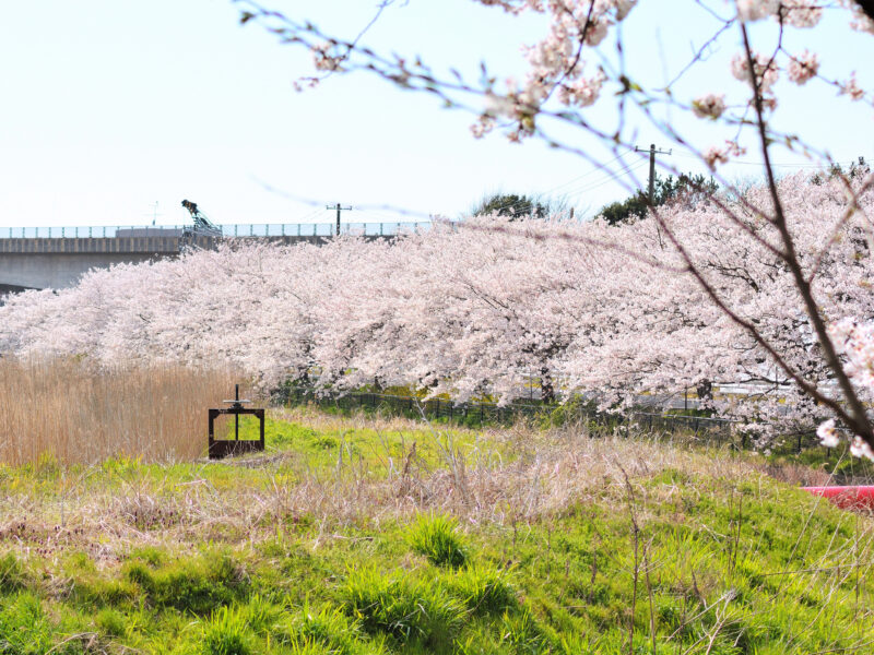 #新潟県,#新潟県新潟市,#桜の無料写真素材