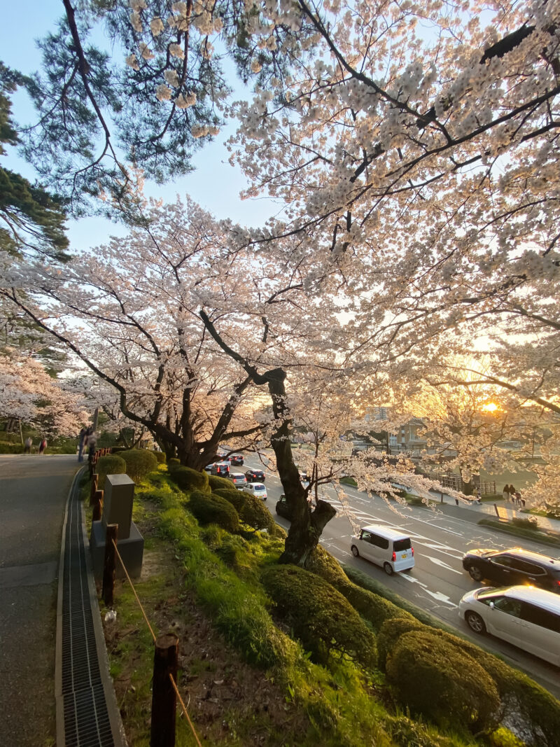 #夕方,#桜,#石川県,#石川県金沢市の無料写真素材