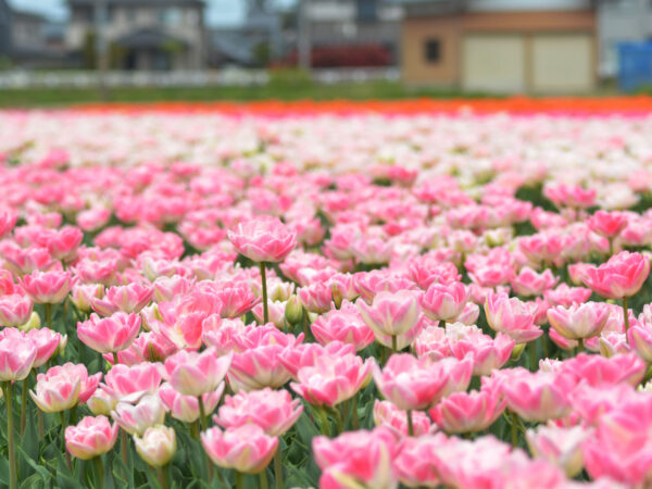 #チューリップ#新潟県#新潟県五泉市#花#花畑の無料写真素材