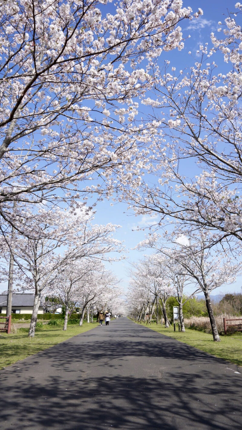 #宮崎県,#宮崎県都城市,#桜,#花の無料写真素材