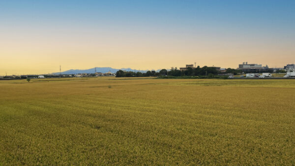 #夕焼け#熊本県#熊本県熊本市#田畑の無料写真素材