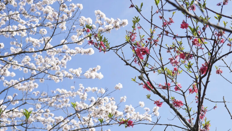 #宮崎県#宮崎県都城市#桃の花#桜#花が関連付けられた記事