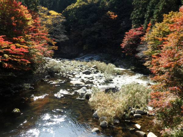 #もみじ#岡山県#岡山県津山市#川#自然の無料写真素材