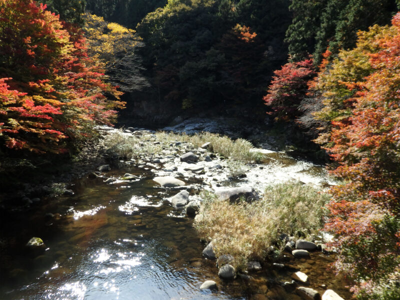 #もみじ,#岡山県,#岡山県津山市,#川,#自然の無料写真素材