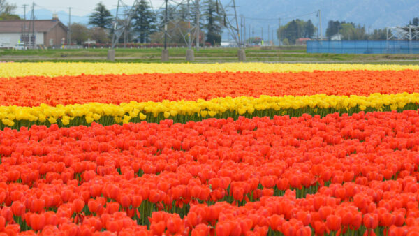 #チューリップ#新潟県#新潟県五泉市#花#花畑の無料写真素材